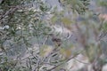 California Wildlife Series - Northern Mockingbird - mimus polyglottos - in an olive tree Royalty Free Stock Photo
