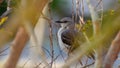 Northern mockingbird perched in early spring Royalty Free Stock Photo