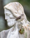 Northern Mockingbird Perched on Jesus Statue