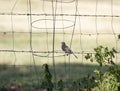 Northern Mockingbird perched on a plant wire near a fence