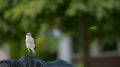 Northern Mockingbird perched on rock with insect in beak and another insect flying away Royalty Free Stock Photo