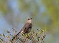 Northern Mockingbird Perched in a Tree with Sparse Leaves and Buds