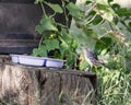 Northern Mockingbird perched on a tree stump near a birdbath