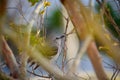 Northern mockingbird perched and watching Royalty Free Stock Photo