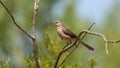Northern Mockingbird perched on the bare branch of a creosote bush