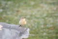 Mockingbird and a birdbath.