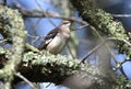 Northern Mockingbird at Pinckney Island National Wildlife Refuge