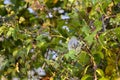 Northern Mockingbird Porcelain Berry