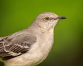 Northern Mockingbird Royalty Free Stock Photo