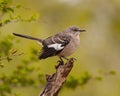 Northern Mockingbird poses for portrait while standing at top of tree stump