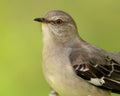 Northern Mockingbird Royalty Free Stock Photo