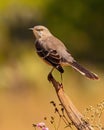 Northern Mockingbird is shown standing at top of tree stump