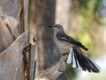 Northern Mockingbird Spread Tailfeathers