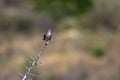 Northern Mockingbird in spring in southern New Mexico Royalty Free Stock Photo