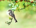 Northern Mockingbird on a tree branch with red berries