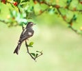 Northern Mockingbird on a tree branch with red berries