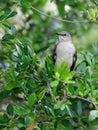 Northern Mockingbird in a Tree