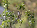 Northern Mockingbird in a Tree Royalty Free Stock Photo