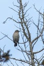Northern Mockingbird during Winter Royalty Free Stock Photo