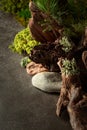 Northern natural composition with lichen, moss, pine branches and driftwood