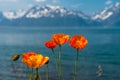 Northern Norway orange flowers