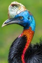 Northern or One-wattled Cassowary Royalty Free Stock Photo