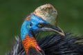 Northern or One-wattled Cassowary Royalty Free Stock Photo