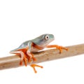 Northern orange-legged leaf frogling on white