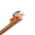 Northern orange-legged leaf frogling on white