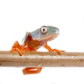 Northern orange-legged leaf frogling on white