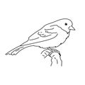 Northern oriole bird illustration vector