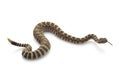Northern Pacific Rattlesnake Royalty Free Stock Photo