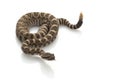 Northern Pacific Rattlesnake Royalty Free Stock Photo