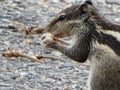 The northern palm squirrel Funambulus pennantii Royalty Free Stock Photo