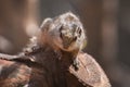 Northern palm-squirrel, Funambulus pennantii, five-striped palm squirrel on the tree Royalty Free Stock Photo