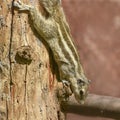 Northern palm-squirrel, Funambulus pennantii, five-striped palm squirrel Royalty Free Stock Photo