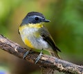 Northern Parula (Parula americana americana)