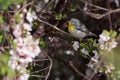 Northern Parula Bird in Cherry Blossoms