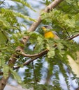 Northern Parula bird in thick vegetation