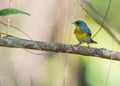 Northern Parula on a branch