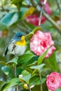 Northern Parula