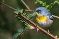 Northern Parula