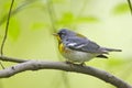 Northern Parula (Parula americana americana)