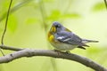 Northern Parula (Parula americana americana)