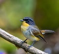 Northern Parula (Parula americana americana)