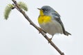 Northern Parula - Setophaga americana