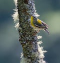 Northern Parula