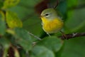 Northern Parula - Setophaga americana