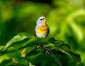 Northern Parula.