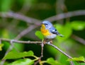 Northern Parula.